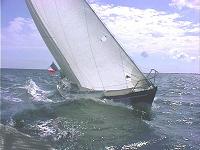 [Tadorne Bd am_small.jpg]